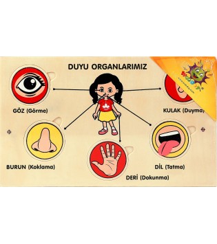 WOODOY YAPBOZ DUYU ORGANLARIMIZ